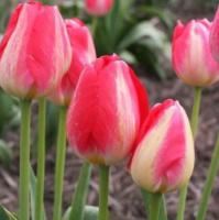 Тюльпан Yudith Leyster 3 шт триумф, De Ree (10386)