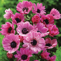 Анемона  Admiral 5 шт махровая De Ree (10531)