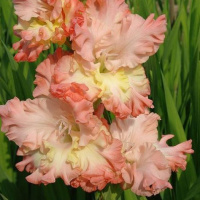 Гладиолус Natasja 3 шт гофрированный, De Ree