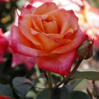 Троянда Бірді чайно-гібридна