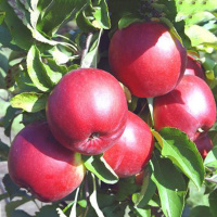 Яблоня Флорина поздняя