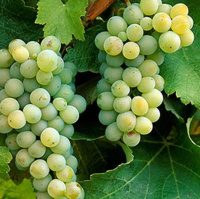 Саженцы винограда "Совиньон Зеленый"
