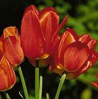 Тюльпан мультифлора  Orange Bouguet (10543)