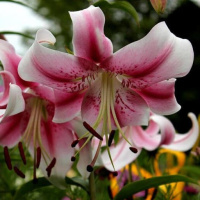 Лилия свисающая Anastasia, De Ree