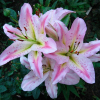 Лилия Mondriaan ориентальная, De Ree