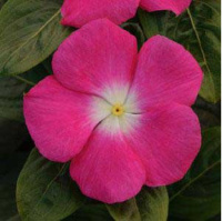 Катарантус Титан F1 100 семян розовый с глазком, Pan American flowers