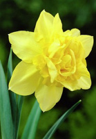 Нарцис Dick Wilden 2 шт махровий De Ree(10206)