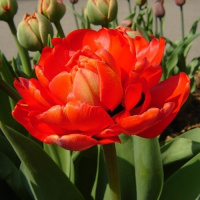 Тюльпан махровый Electra (10362)