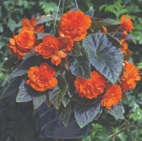 Бегония клубневая Гоу-Гоу F1 100 семян оранжевая, Syngenta Flowers