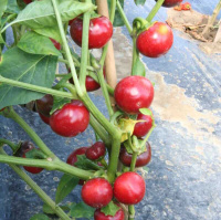 Перець гіркий Черрі Файр F1 1000 насінин, Unigen Seeds