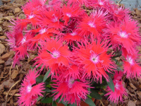 Гвоздика межвидовая Супра F1 100 семян красная, Hem Genetics