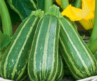 Кабачок Зебра весовой кустовой ранний