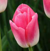 Тюльпан Dynasty 3 шт триумф, De Ree (10381)