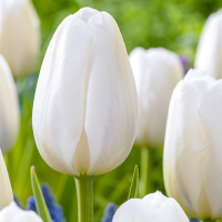 Тюльпан Сlear Water 3 шт гигантский,De Ree