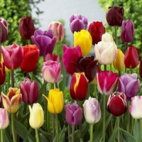 Тюльпан триумф микс 50 луковиц разных цветов, De Ree