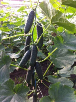 Огірок Анзор F1 1000 насіння самозапильний ультраранній, Bejo Zaden