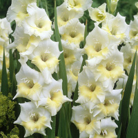 Гладиолус Break of Dawn серия Butterfly (10126), De Ree