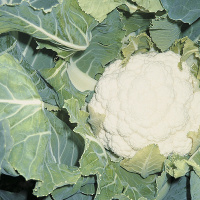 Капуста Фронтина F1 1000 семян цветная среднепоздняя, Seminis