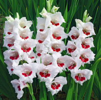 Гладиолус Messina 3 шт бамбино, De Ree