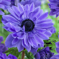 Анемона махровая Lord Lieutenant (10530)