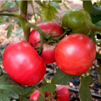 Томат Пандароза F1 500 семян биф высокорослый розовый ранний, Seminis