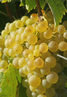 Саженцы винограда "Восторг идеальный"