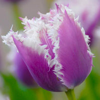 Тюльпан Cummins 3 шт бахромчатый, Dee Ree