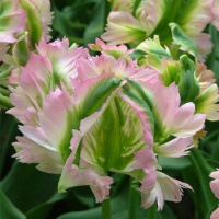 Тюльпан попугаевидный Green Wave (10527)