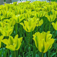 Тюльпан Formosa 3 шт виридифлора, De Ree (10393)