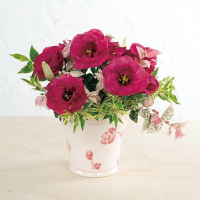 Эустома махровая Мариачи F1 желтая 100 дражированных семян, Sakata