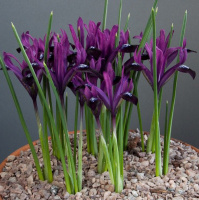 Ирис Purple Gem (10520)