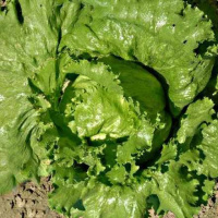 Салат Дивограй (Лолла Росса) 250 г, Satimex