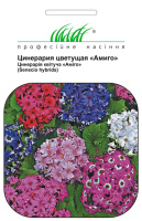 Цинерария гибридная Амиго 10 семян смесь, Hем Zaden