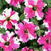 Петунья Каркулка грандифлора 20 семян, Cherny