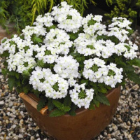 Вербена гибридная Тускани F1 100 семян белая, Syngenta Flowers