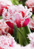 Тюльпан Queesland 3 шт махрово-бахромчатый, De Ree (10241)