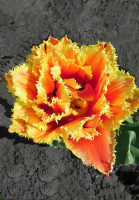 Тюльпан махрово-бахромчатый Gold Dust (10239)