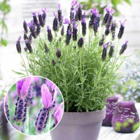 Лаванда французская Кастилиано 100 семян фиолетовая, Hем Zaden