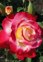 Роза Дабл дилайт чайно-гібридна