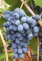 Саженцы винограда Руслан