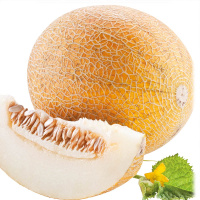 Диня Титівка на вагу, Агролінія