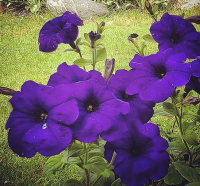 Петуния Селебрети F1 1000 дражированных семян синяя, Benary flowers