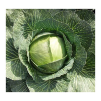 Капуста Амтрак F1 2500 семян белокочанная поздняя, Bejo Zaden