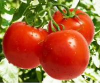 Томат Таня F1 1000 семян крупноплодный кустовой среднеспелый, Seminis