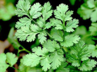 Коріандр (кінза) 500 г