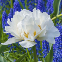 Тюльпан  Popcorn 3 шт махровый, De Ree 