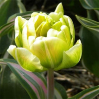 Тюльпан Happy Upstar 3 шт махровый, De Ree (10361)