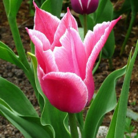 Тюльпан лилиевидный Yonina (10433)