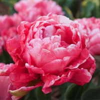 Тюльпан Sweet Amy 3 шт махровый многоцветковый, De Ree