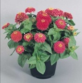 Цинния элегантная Циннита F1 250 семян розовая, Benary flowers